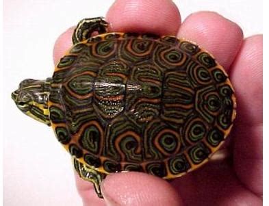 烏龜住在哪裡